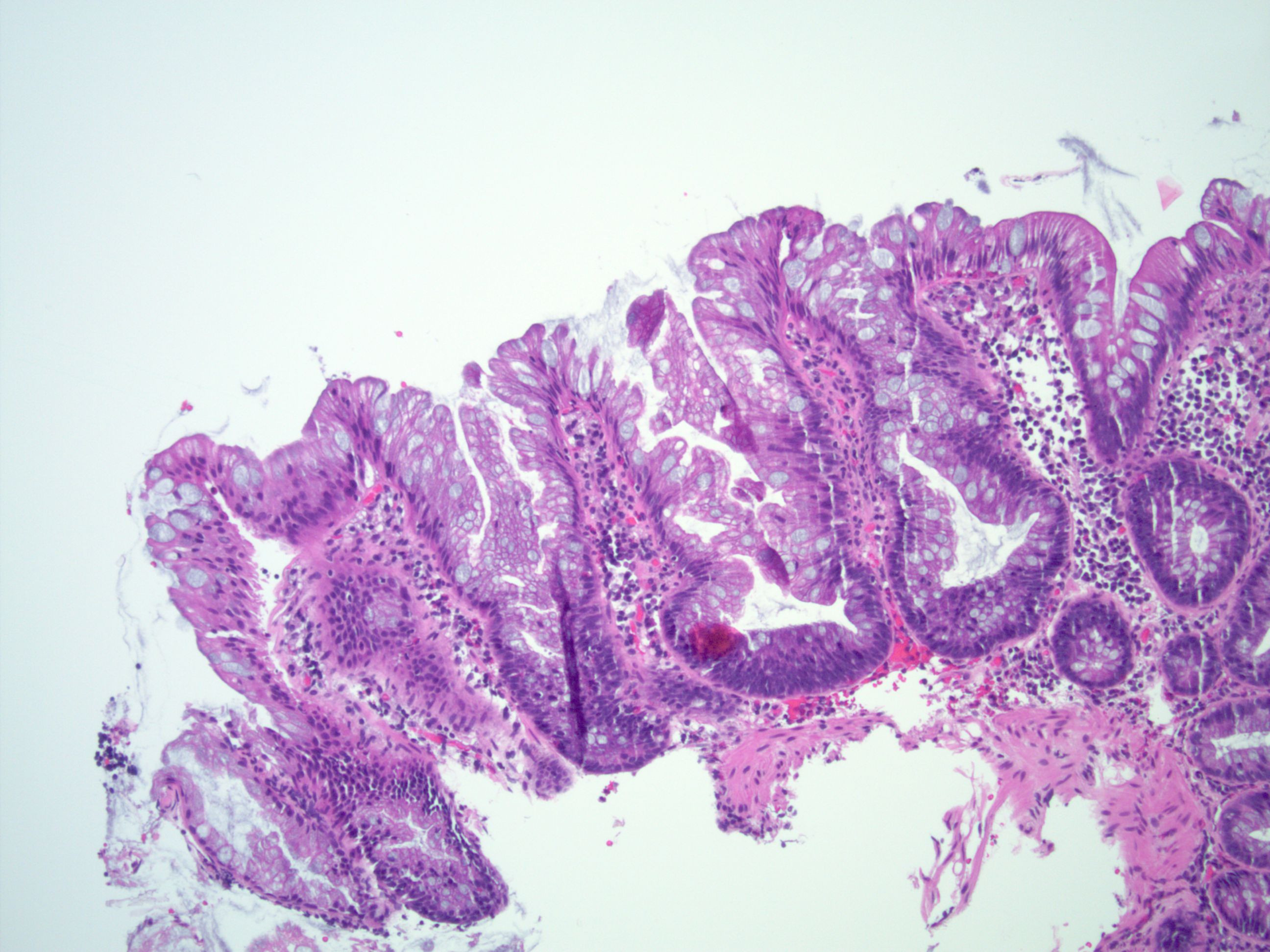 小鼠原代小肠隐窝上皮细胞-原代细胞-STR细胞-细胞培养基-赛百慷生物